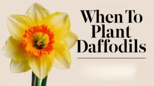 When To Plant Daffodils