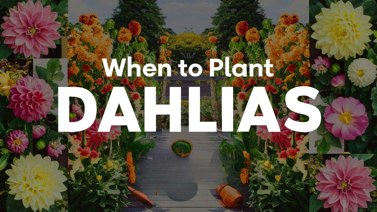 When To Plant Dahlias