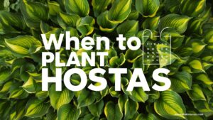 When To Plant Hostas