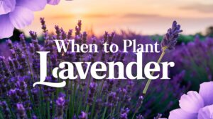 When To Plant Lavender