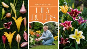 When To Plant Lily Bulbs