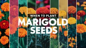 When To Plant Marigold Seeds