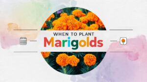 When To Plant Marigolds