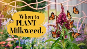 When To Plant Milkweed
