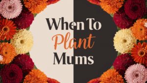 When To Plant Mums
