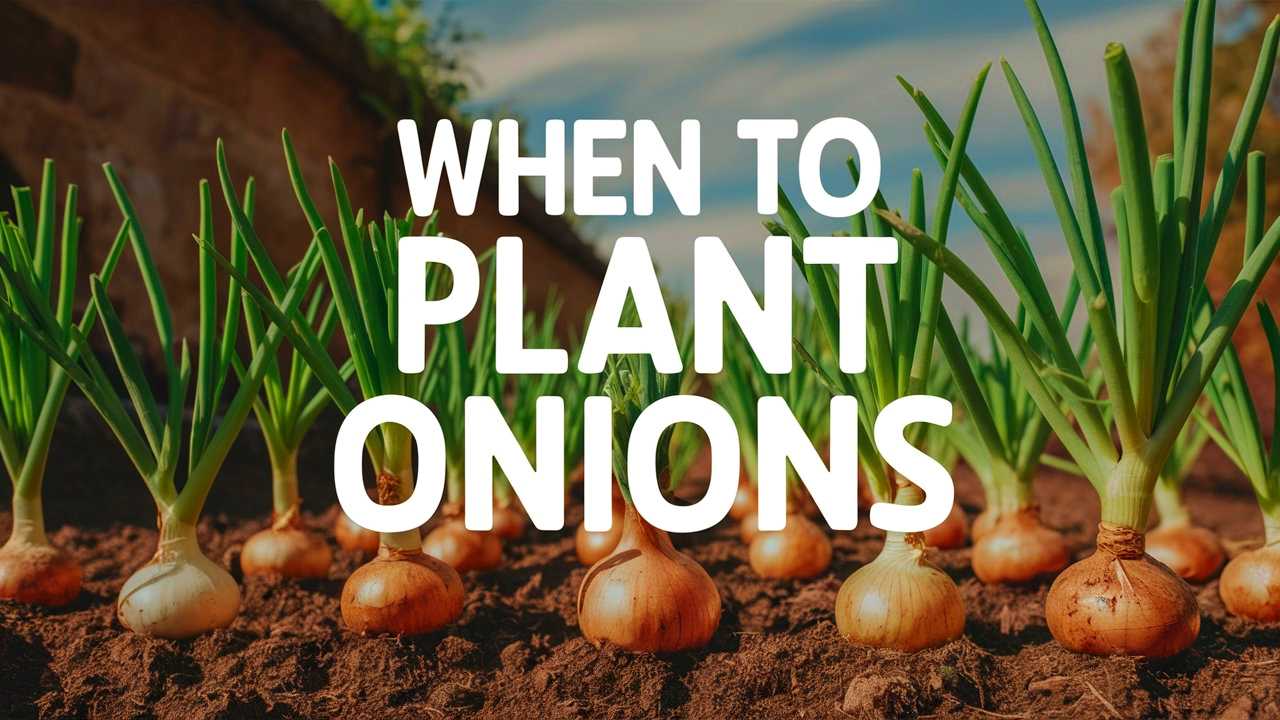 When To Plant Onions