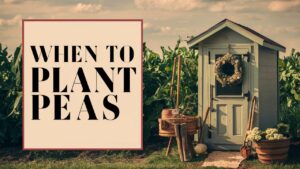 When To Plant Peas