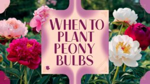 When To Plant Peonies Bulbs