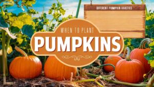 When To Plant Pumpkins