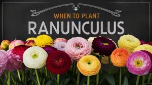 When To Plant Ranunculus