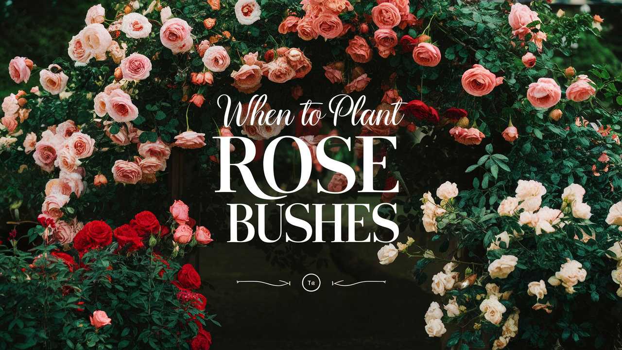 When To Plant Rose Bushes