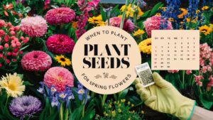 When To Plant Seeds For Spring Flowers