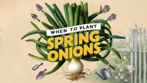 When To Plant Spring Onions