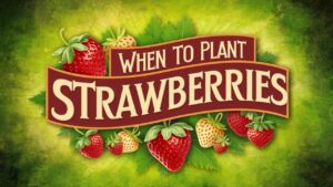 When To Plant Strawberries