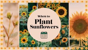 When To Plant Sunflowers