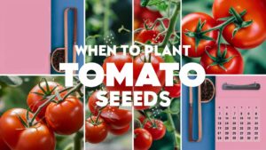 When To Plant Tomato Seeds
