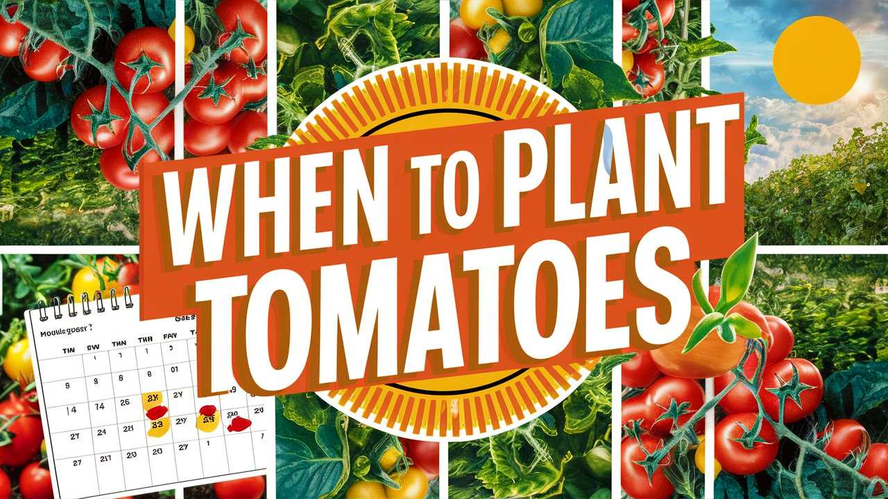 When To Plant Tomatoes