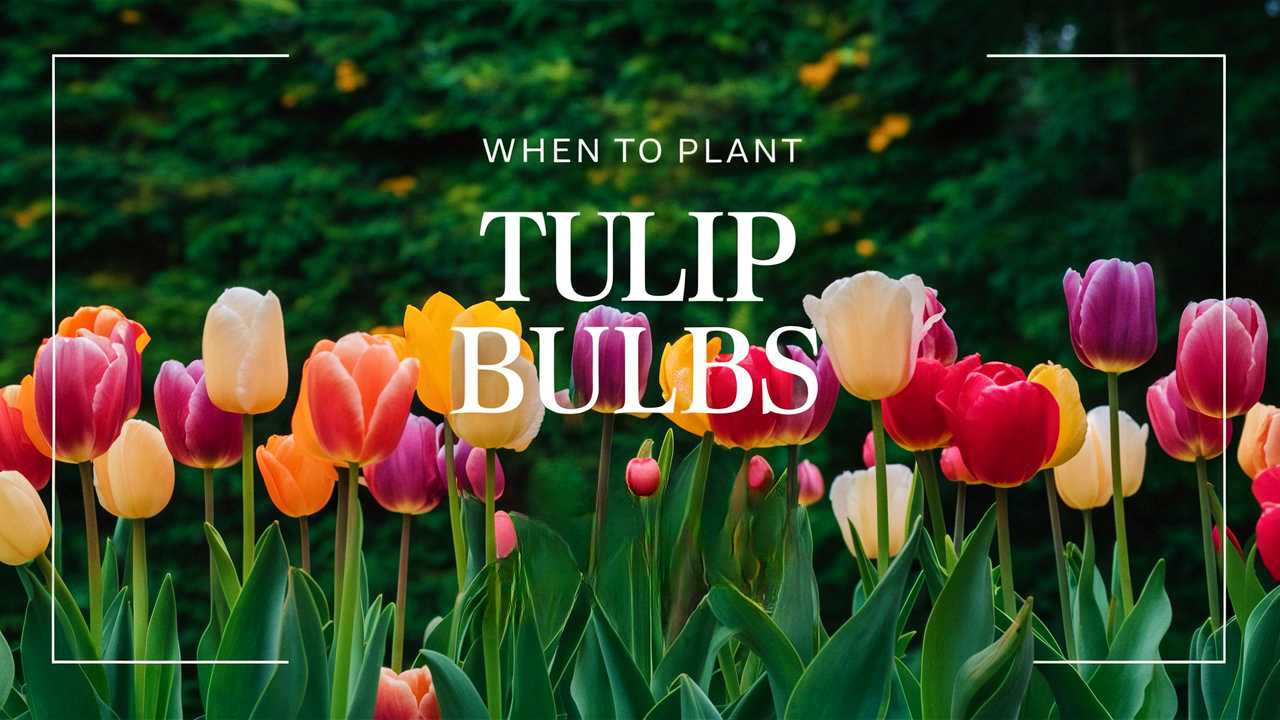 When To Plant Tulip Bulbs