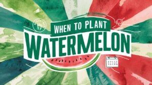 When To Plant Watermelon