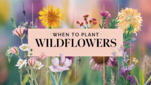 When To Plant Wildflowers