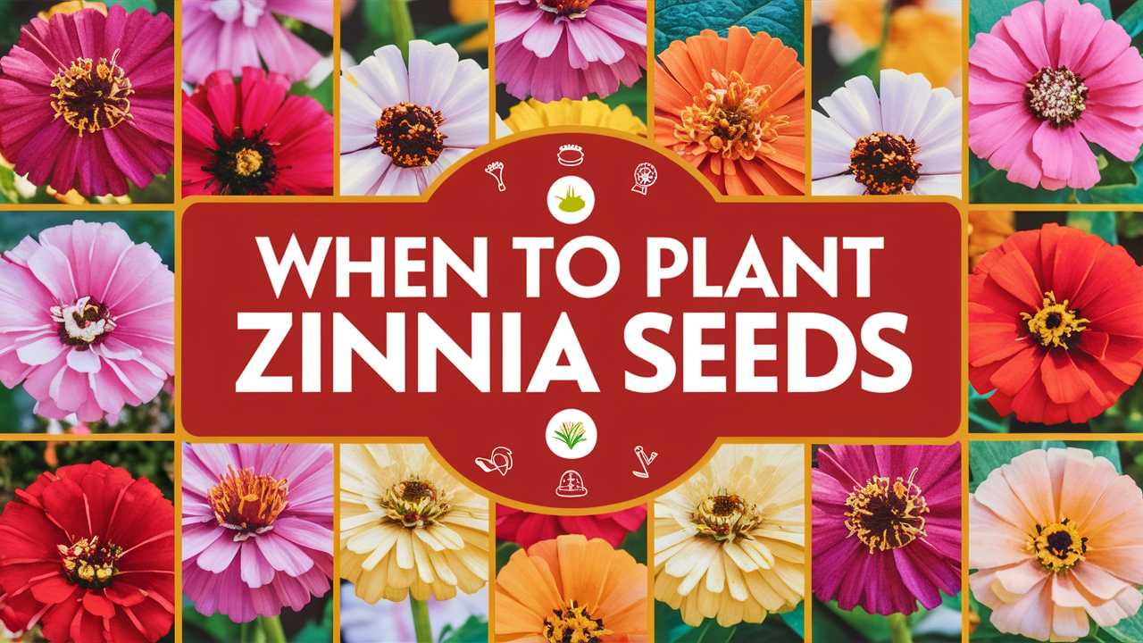 When To Plant Zinnia Seeds