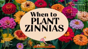 When To Plant Zinnias