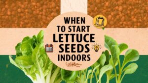 When To Start Lettuce Seeds Indoors