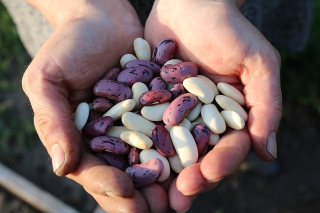 When to Harvest Dry Beans