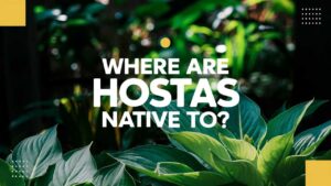 Where Are Hostas Native To?