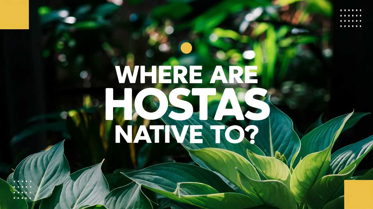 Where Are Hostas Native To