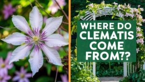 Where Do Clematis Come From?