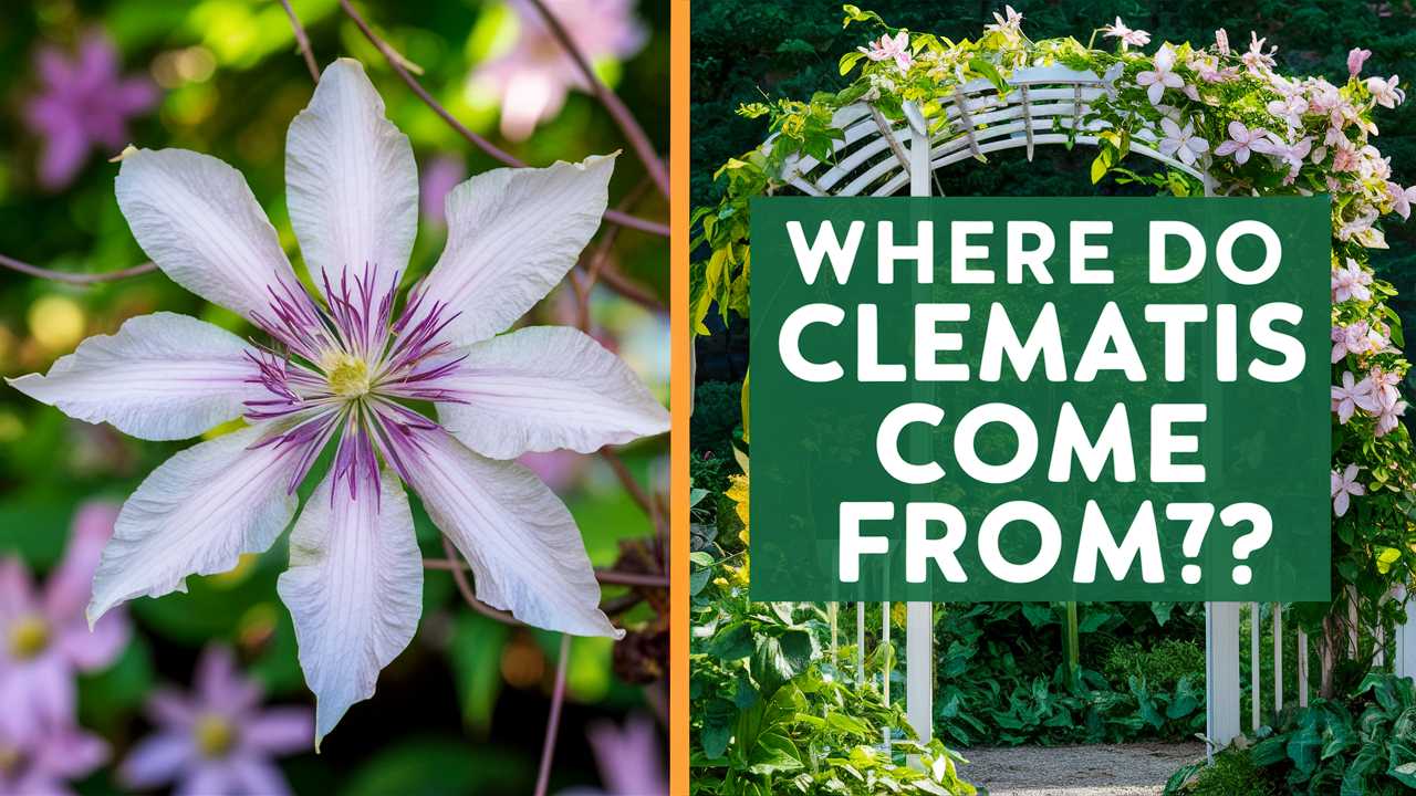 Where Do Clematis Come From?