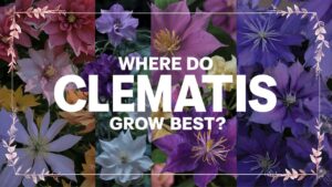 Where Do Clematis Grow Best?
