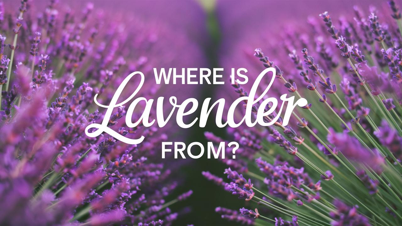 Where Is Lavender From
