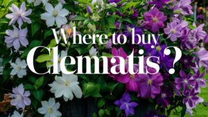 Where To Buy Clematis