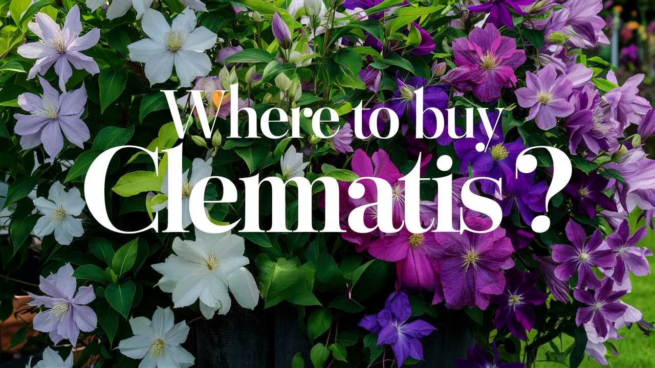 Where To Buy Clematis