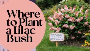 Where To Plant a Lilac Bush