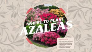 Where To Plant Azaleas