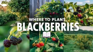 Where To Plant Blackberries