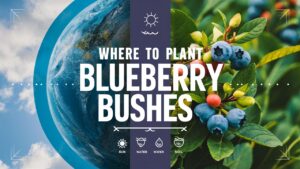 Where To Plant Blueberry Bushes