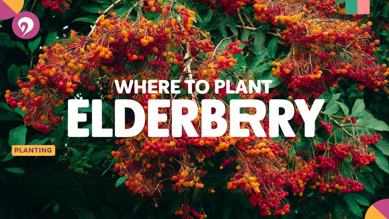 Where To Plant Elderberry