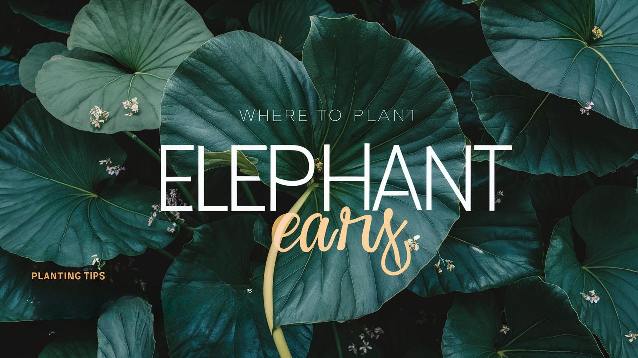 Where To Plant Elephant Ears