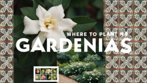 Where To Plant Gardenias