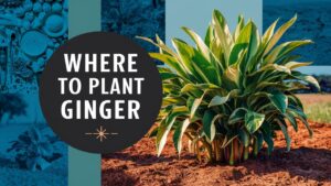 Where To Plant Ginger