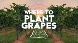 Where To Plant Grapes