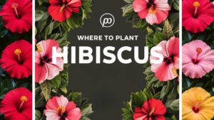 Where To Plant Hibiscus