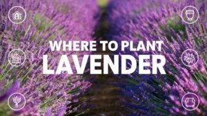 Where To Plant Lavender