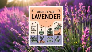 Where To Plant Lavender