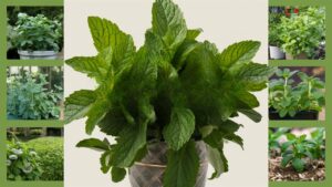 Where To Plant Mint