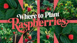 Where To Plant Raspberries